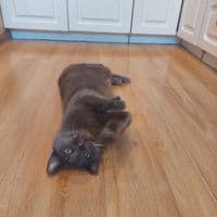 Дмитрий Волков