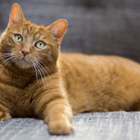 Зара Хубиева