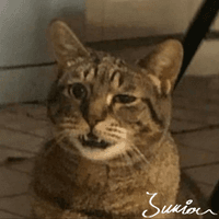 Максим Соколов