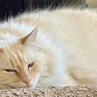 Анна Власова